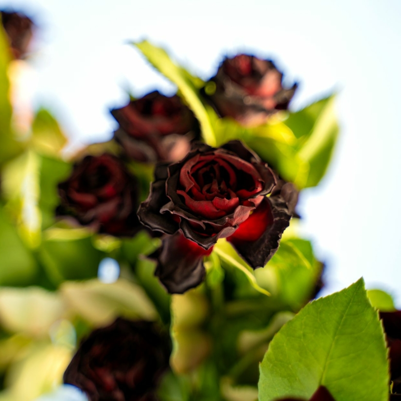 La rose noire d'Halfeti : un parfum inimitable